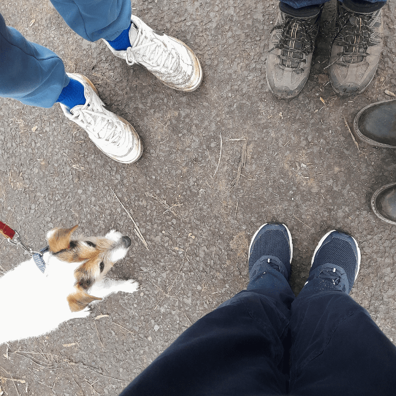Photo captures four participants feet in trainers/walking boots with a dog in the bottom left